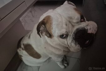Anglicky buldog krytie - 4