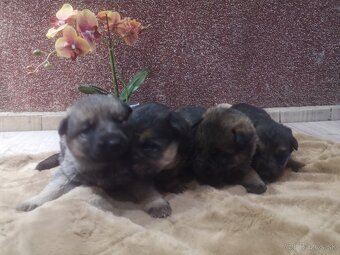 nemecky ovčiak šteniatka - 4