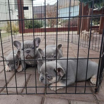 Francuzsky buldoček - 4