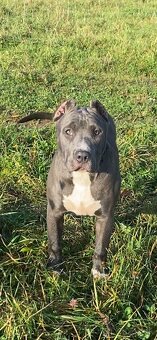 American Bully XL - 4