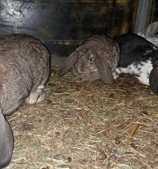 Francuzske barany - 4