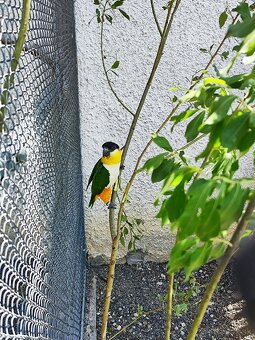 Amazonik čiernotemenný - 4