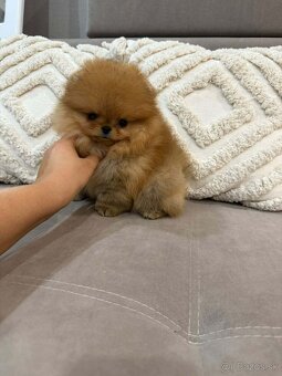 Pomeranian mini - 4