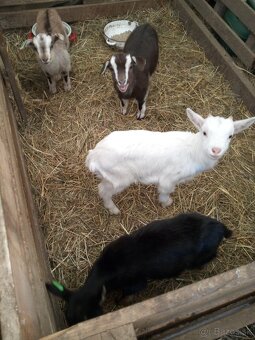 Kozliatka capkovia - 4