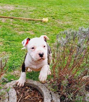 Americký Staforčírsky teriér , Amstaff - 4