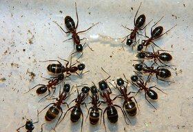 Kolónia mravcov rodu Camponotus - 4