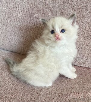 Ragdoll - 4