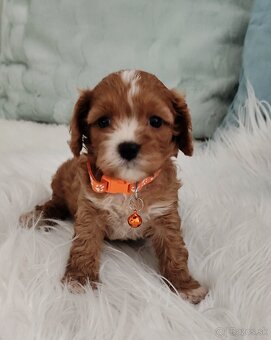 Cavapoo - 4
