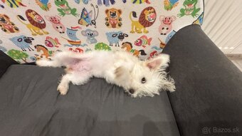 Predaj: Fenka maltezáka, 4 mesiace - 4