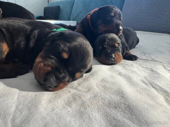 Dobermann - 4