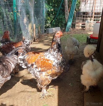Brahmanka velka porcelanova, Orpingtonka - 4