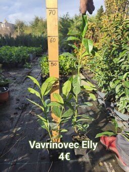 Vavrinovec cervienka - 4