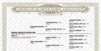 2,5 ročná Quarter Horse kobylka - 4