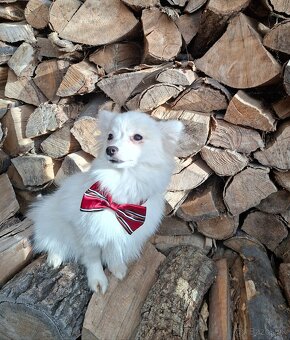 Slečna v trpasličom špici. - 4