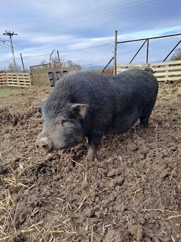 Vietnamské prasiatka - 4