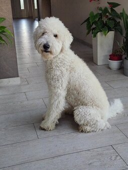 Labradoodle na krytie - 4
