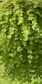 Čerkač bodkovaný , čerkač peniažtekový - 4