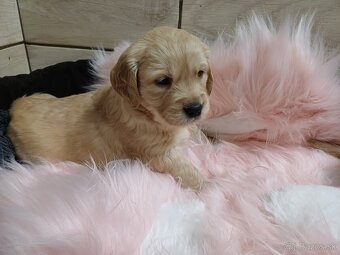 Zlatý retriever - 4