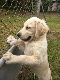 Zlatý retriever - 4