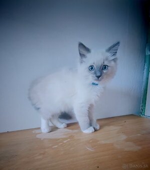 Predám Ragdoll - 4