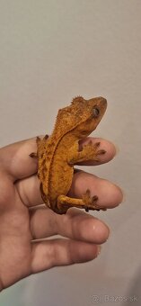 Pagekon riasnatý ( Correlophus ciliatus) - 4