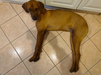 Rhodesian ridgeback - 4