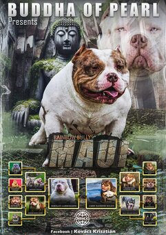Na predaj American Bully - 4