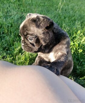 Šteniatka mops X francúzsky buldog - 4
