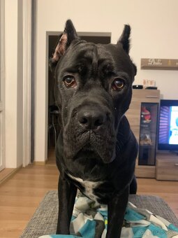 Pes Cane corso na krytie - Elthario - 4