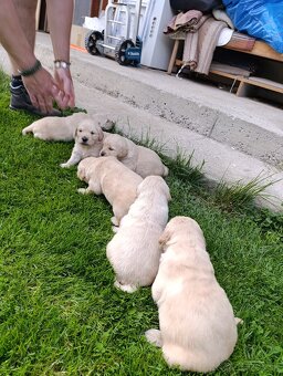 Zlatý retriever šteniatka - 4