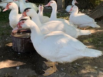KÁČER o váhe 6,20kg / kmeň “BARBARIE” - 4