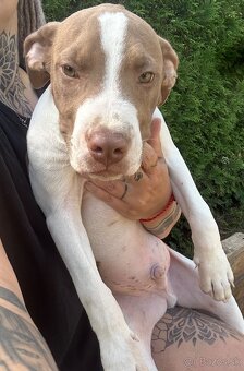 Americky pitbull terier s pp - 4