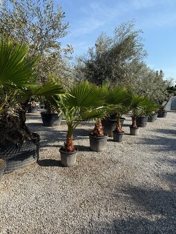 Washingtonia robusta - 4