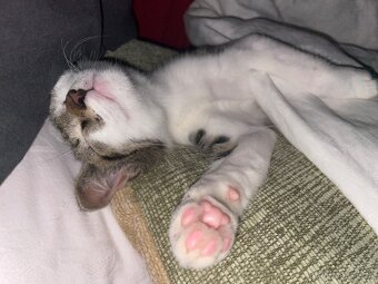 1/2 Mainská mývalia mačka (Maine Coon) - 4