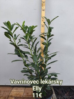 vavrínovec, červienka, cyprusovec, živý plot - 4