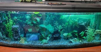 Akvárium 450 lit. - 4