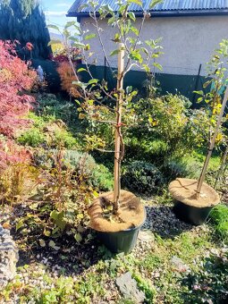 Predám Broskyňa , Marhuľa , Jabloň , Slivka , Hruška, Višňa. - 4