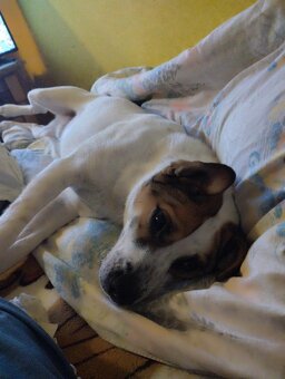 Darujem psíka kríženca Jack Russell a staforda - 4
