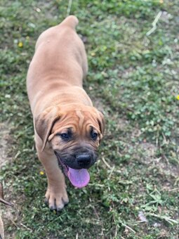 Boerboel - štěňátko pejsek - 4