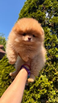 Pomeranian mini kluk - 4