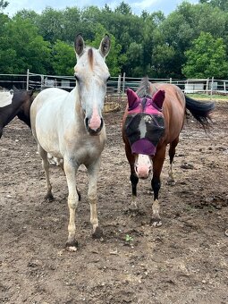 Kobyla 3 ročná - 4