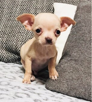 Extra mini.civava - 4