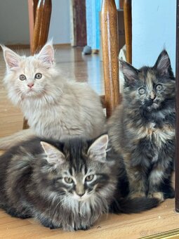 Mainska myvalia, maine  coon - 4