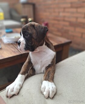 Boxer - 4
