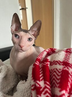 Don sphynx s PP- rodokmeňom - 4
