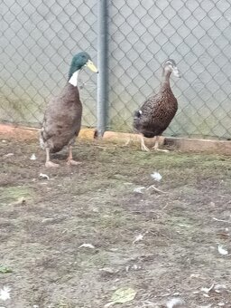 Kohút oravka 🐓🐓🐓 Indický bežec 🦆🦆 - 4
