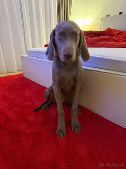 Weimařsky stavač - 4