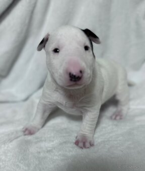 Miniaturní bulteriér s PP pes - 4