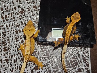 Samičky Pagekona riasnateho - 4