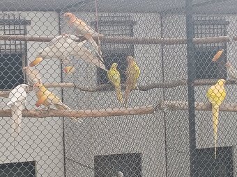 Penant zlaty pastel - 4